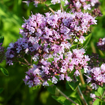 Фото Душица сушеная