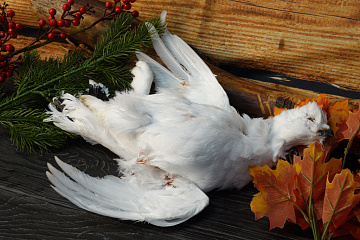 Фото Куропатка полярная в пере свежемороженая